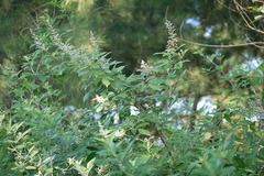 Vitex trifolia
